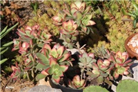 36a91582-IMG_7518 aeonium kiwi.jpg